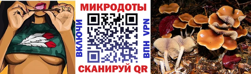 Галлюциногенные грибы Psilocybe  Купить закладки  Новосокольники 